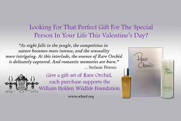 RARE ORCHID VALENTINE'S DAY SPECIAL
