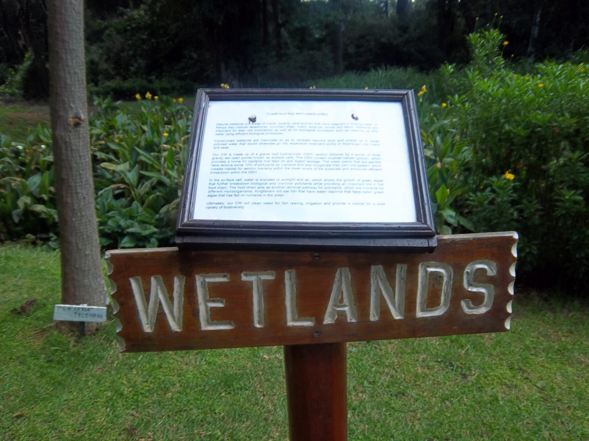 permaculture wetlands